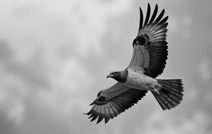 Soaring Eagle in Dramatic Clouds – Black and White Wildlife Photography Wall Art