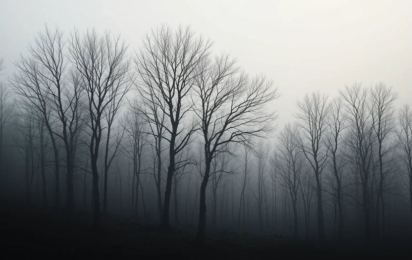 Black and White Misty Leafless Trees Fine Art Photography