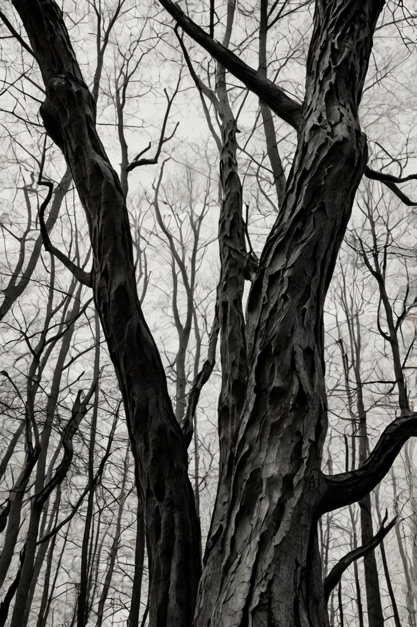Into the Void – Haunting Black and White Twisted Forest Print