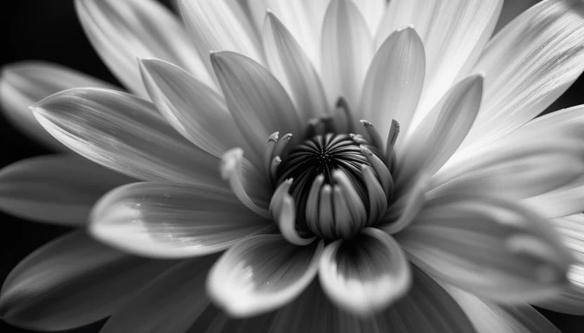 Close-up flower macro (dahlia or similar)