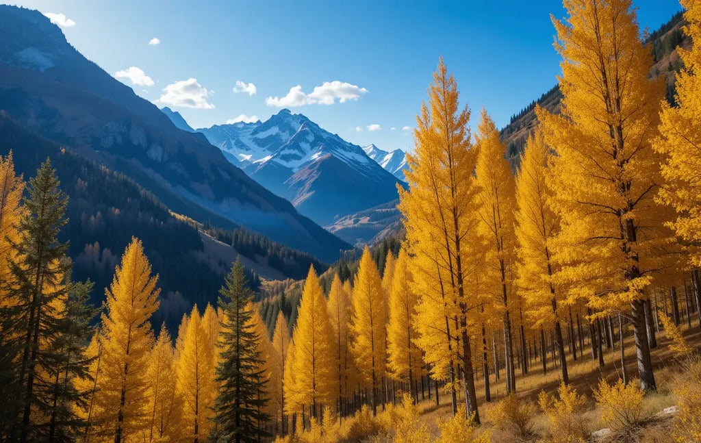 Golden Autumn Trees in Mountain Valley My Store